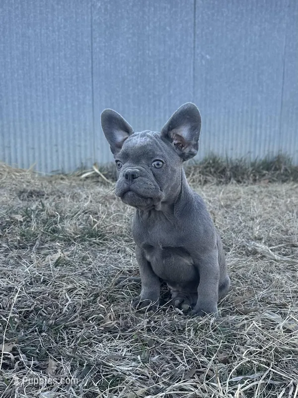 Bling, a male French Bulldog for sale in Beatrice, NE – Photo 1 of 3