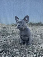 Bling, a male French Bulldog for sale in Beatrice, NE – Photo 1 of 3