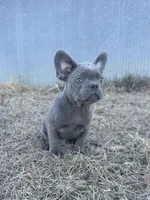 Bling, a male French Bulldog for sale in Beatrice, NE – Photo 2 of 3