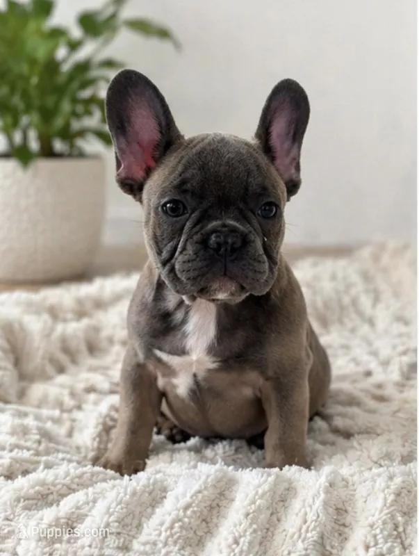 Thurman – French Bulldog puppy for sale in Beatrice, NE