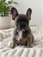 Thurman, a male French Bulldog for sale in Beatrice, NE – 1 of 3