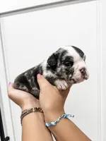 Gentry, a female English Bulldog for sale in Beatrice, NE – 3 of 3