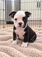 Sasha, a female English Bulldog for sale in Beatrice, NE – 3 of 4