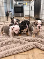 Selena, a female English Bulldog for sale in Beatrice, NE – 4 of 4