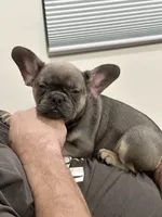 Rose, a female French Bulldog for sale in Beatrice, NE – 4 of 4
