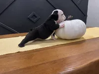 Sasha, a female English Bulldog for sale in Beatrice, NE – 2 of 3