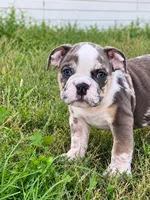 Sadie, a female English Bulldog for sale in Beatrice, NE – 2 of 4