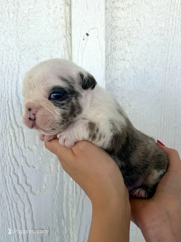 Sterling – English Bulldog puppy for sale in Beatrice, NE