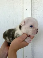 Sterling, a male English Bulldog for sale in Beatrice, NE – 4 of 5