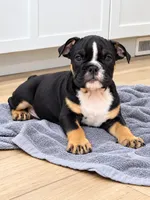 Selena, a female English Bulldog for sale in Beatrice, NE – 3 of 3