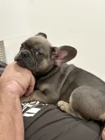 Rose, a female French Bulldog for sale in Beatrice, NE – 3 of 4