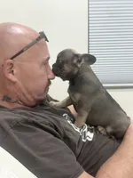 Rose, a female French Bulldog for sale in Beatrice, NE – 2 of 4