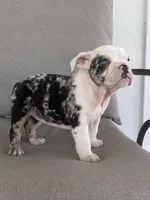 Ginny, a female English Bulldog for sale in Beatrice, NE – 1 of 6