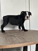 Magz, a female English Bulldog for sale in Beatrice, NE – Photo 4 of 6