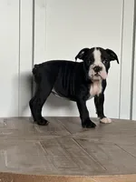 Magz, a female English Bulldog for sale in Beatrice, NE – Photo 5 of 6