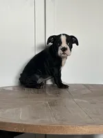 Magz, a female English Bulldog for sale in Beatrice, NE – Photo 2 of 6