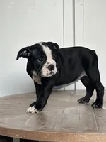 Magz, a female English Bulldog for sale in Beatrice, NE – Photo 3 of 6