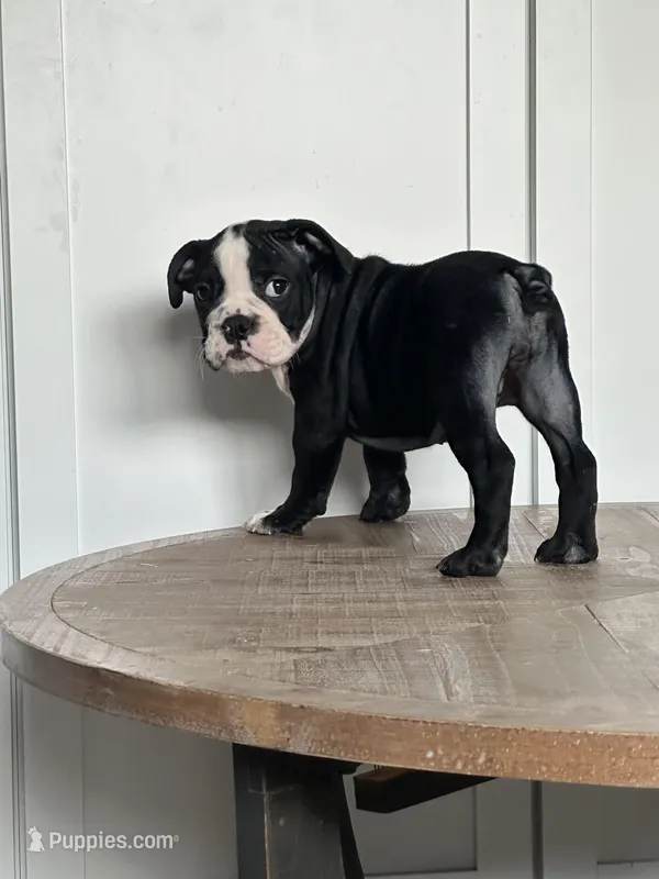 Magz – English Bulldog puppy for sale in Beatrice, NE