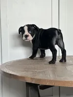 Magz, a female English Bulldog for sale in Beatrice, NE – Photo 1 of 6