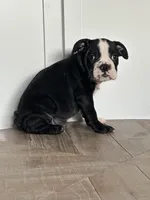 Magz, a female English Bulldog for sale in Beatrice, NE – Photo 6 of 6