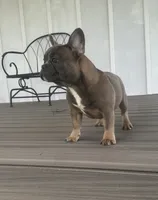 Thurman, a male French Bulldog for sale in Beatrice, NE – 3 of 4