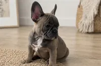 Thurman, a male French Bulldog for sale in Beatrice, NE – 2 of 3