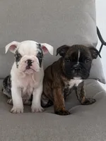 Ginny, a female English Bulldog for sale in Beatrice, NE – 2 of 6