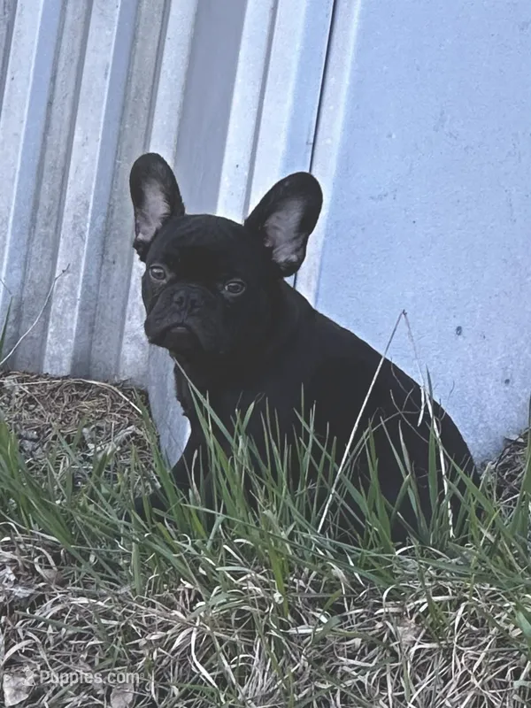 Benny – French Bulldog puppy for sale in Beatrice, NE