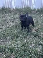 Benny, a male French Bulldog for sale in Beatrice, NE – Photo 5 of 5