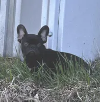 Benny, a male French Bulldog for sale in Beatrice, NE – Photo 4 of 5
