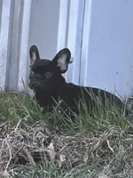 Benny, a male French Bulldog for sale in Beatrice, NE – Photo 3 of 5