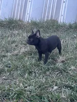 Benny, a male French Bulldog for sale in Beatrice, NE – Photo 2 of 5