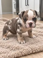 Sadie, a female English Bulldog for sale in Beatrice, NE – 4 of 4