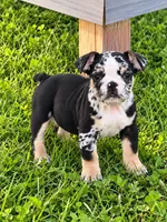 Sophie, a female English Bulldog for sale in Beatrice, NE – 2 of 3