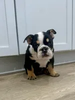 Onyx, a female English Bulldog for sale in Beatrice, NE – Photo 1 of 7