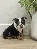 Onyx, a female English Bulldog for sale in Beatrice, NE – Photo 7 of 7