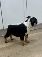 Onyx, a female English Bulldog for sale in Beatrice, NE – Photo 4 of 7