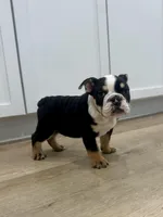 Onyx, a female English Bulldog for sale in Beatrice, NE – Photo 3 of 7