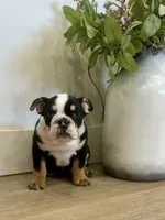 Onyx, a female English Bulldog for sale in Beatrice, NE – Photo 5 of 7