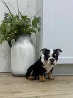 Onyx, a female English Bulldog for sale in Beatrice, NE – Photo 6 of 7