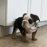 Ester, a female English Bulldog for sale in Beatrice, NE – Photo 2 of 7