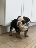 Oreo, a female English Bulldog for sale in Beatrice, NE – Photo 2 of 7