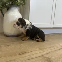 Ester, a female English Bulldog for sale in Beatrice, NE – Photo 7 of 7