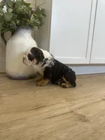 Oreo, a female English Bulldog for sale in Beatrice, NE – Photo 7 of 7