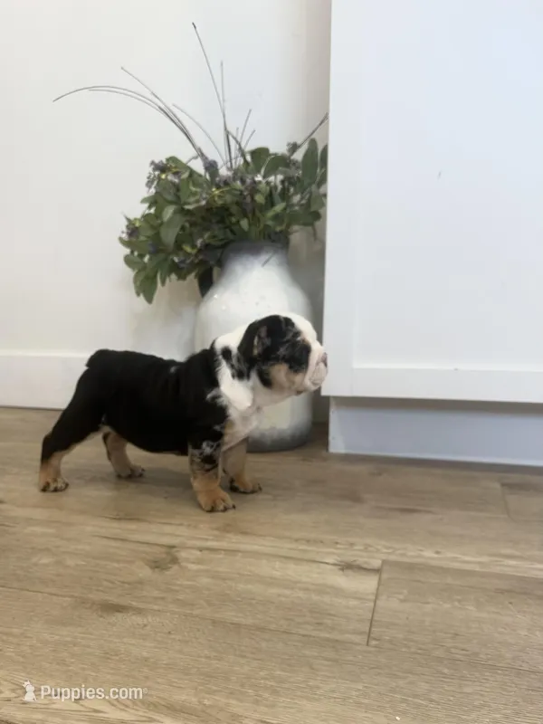 Oreo, a female English Bulldog for sale in Beatrice, NE – Photo 1 of 7