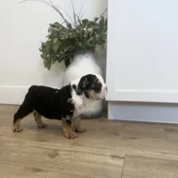 Ester, a female English Bulldog for sale in Beatrice, NE – Photo 1 of 7