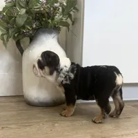 Ester, a female English Bulldog for sale in Beatrice, NE – Photo 6 of 7