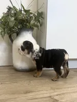 Oreo, a female English Bulldog for sale in Beatrice, NE – Photo 6 of 7