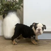 Ester, a female English Bulldog for sale in Beatrice, NE – Photo 5 of 7