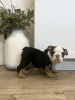 Oreo, a female English Bulldog for sale in Beatrice, NE – Photo 5 of 7